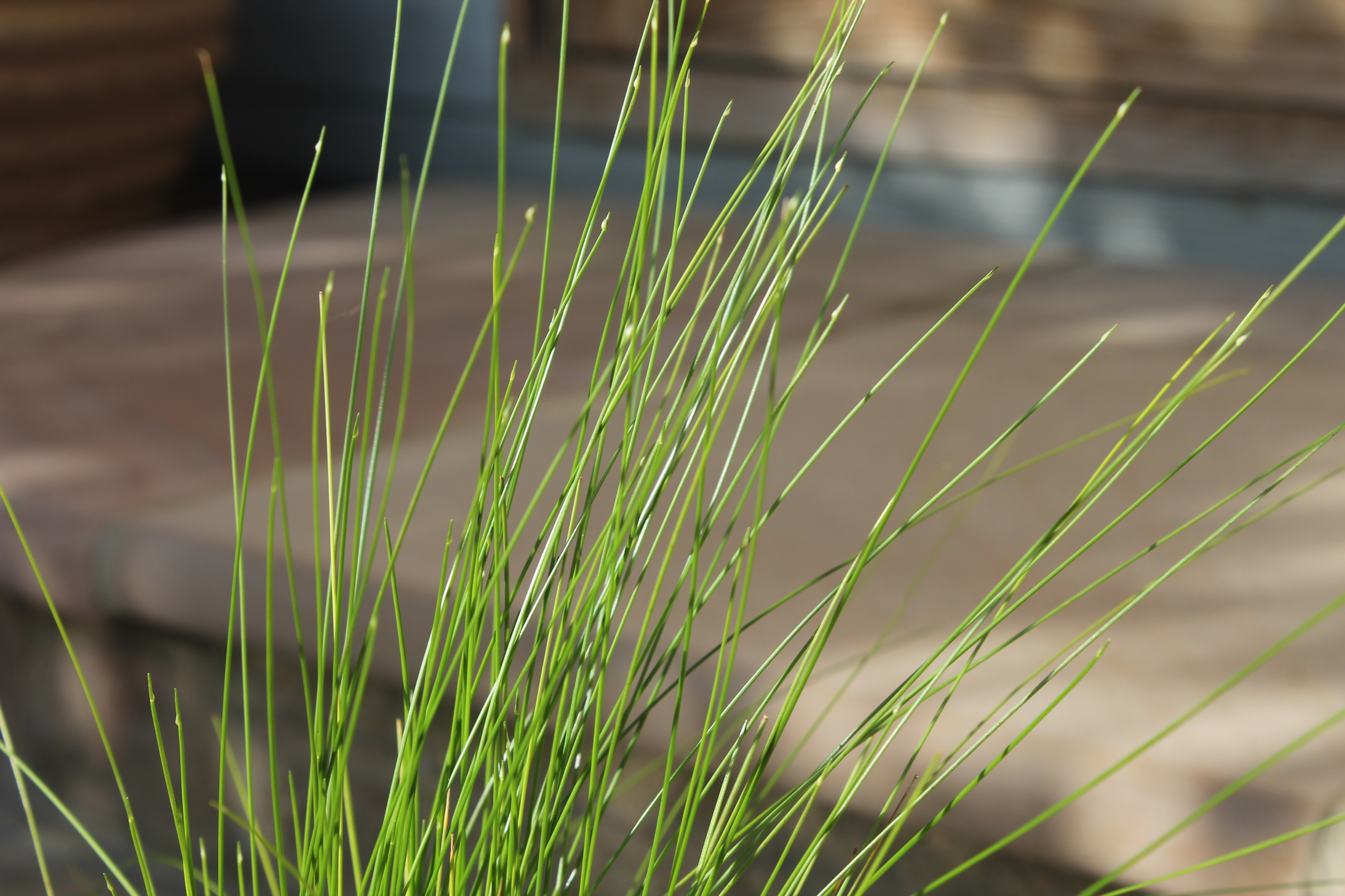 Scirpus Cernuus - Kings Landscaping