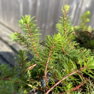 Myriophyllum Red Stem (Red stemmed Parrots Feather)