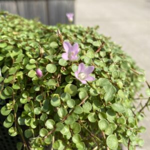 Anagallis Tenella (Pink bog pimpernel)
