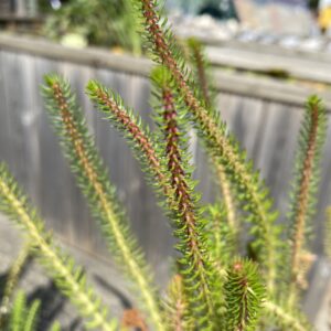 Myriophyllum crispatum (Upright Water Milfoil)