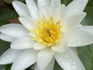 IMG_2409 IMG_2409
